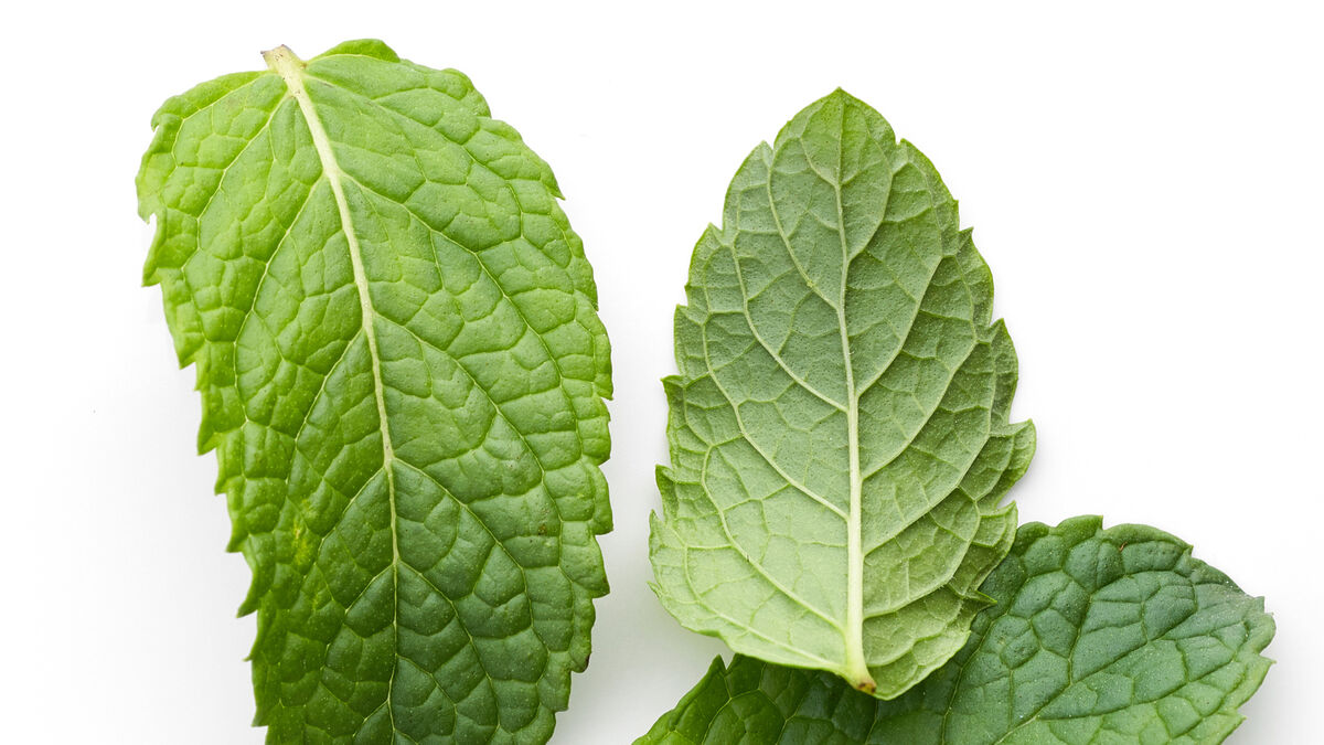 Crème de Menthe after-dinner dessert