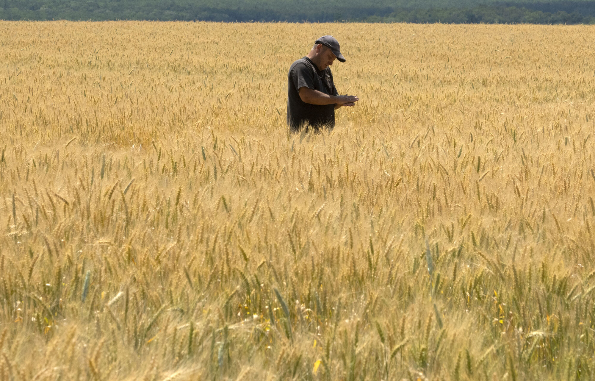 Global food prices ease from record levels offering respite, says UN