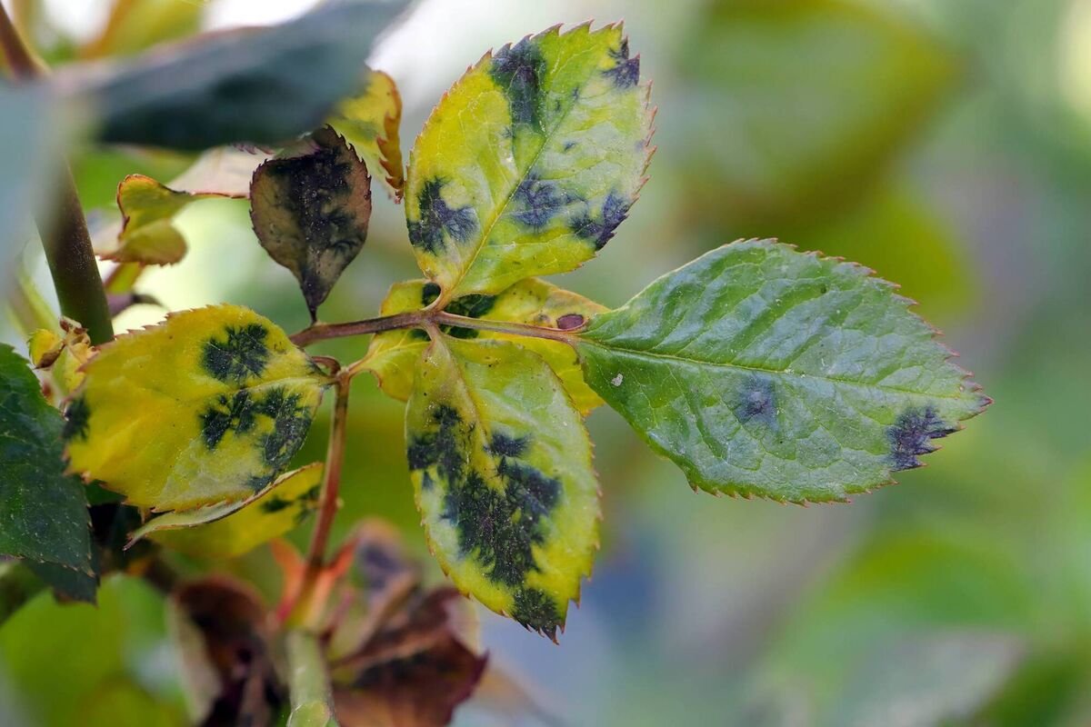 Manifesting itself with yellow and black spots on the leaves, Rose blackspot is a fungal infection which can make the rose bush appear unsightly. Manifesting itself with yellow and black spots on the leaves, Rose blackspot is a fungal infection which can make the rose bush appear unsightly.
