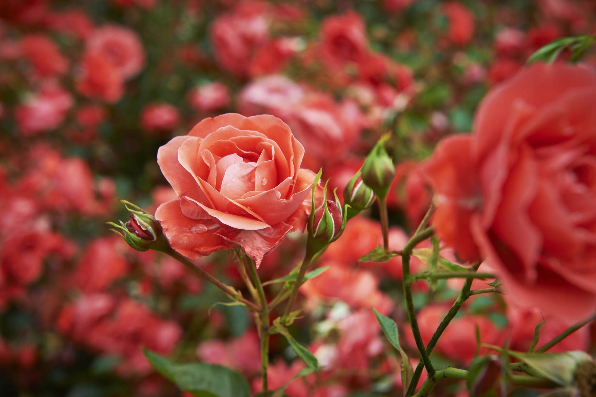 Peter Dowdall: Here is how to control blackspot on your roses 
