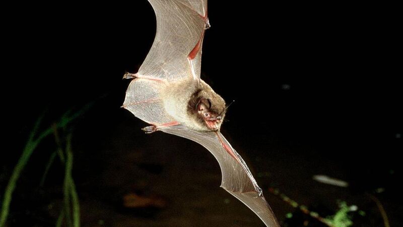 Juanita Browne: enjoying the night life — tracking down the water bat Juanita Browne: enjoying the night life — tracking down the water bat