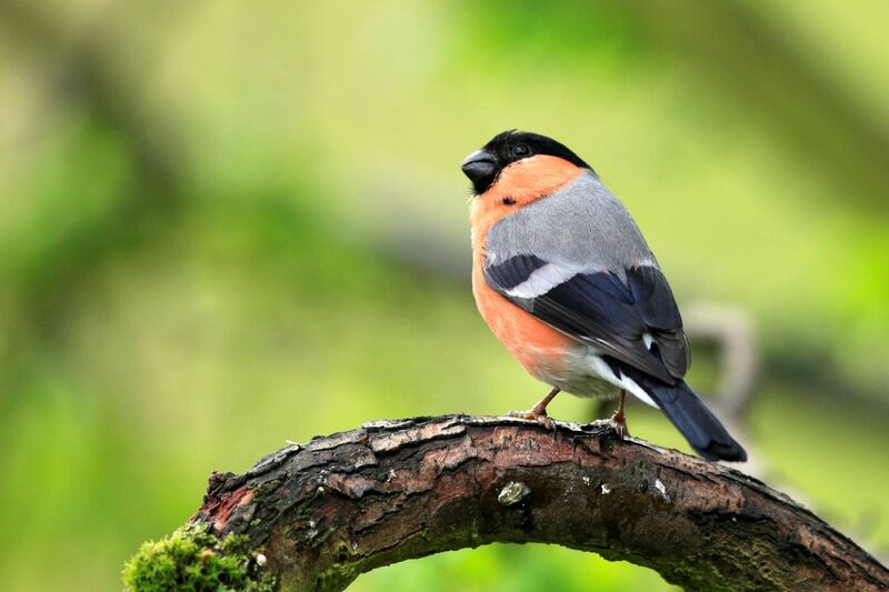Male bullfinch has a red breast, contrasting black head and a white rump Picture: British-Bird-Photography.co.uk