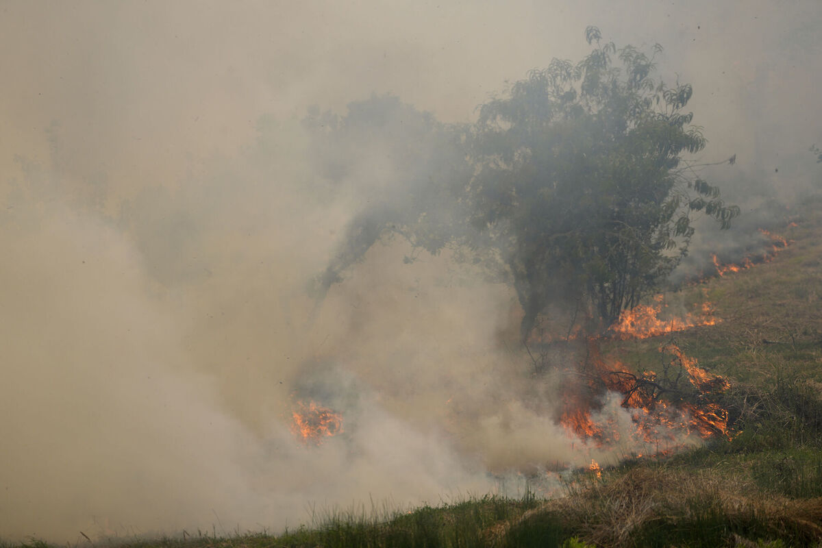 A forest fire reaches fruit trees in an orchard in the village of Colmeias, near Leiria, central Portugal. Thousands of firefighters in Portugal continue to battle fires all over the country that forced the evacuation of dozens of people from their homes. Picture: AP Photo/Armando Franca
