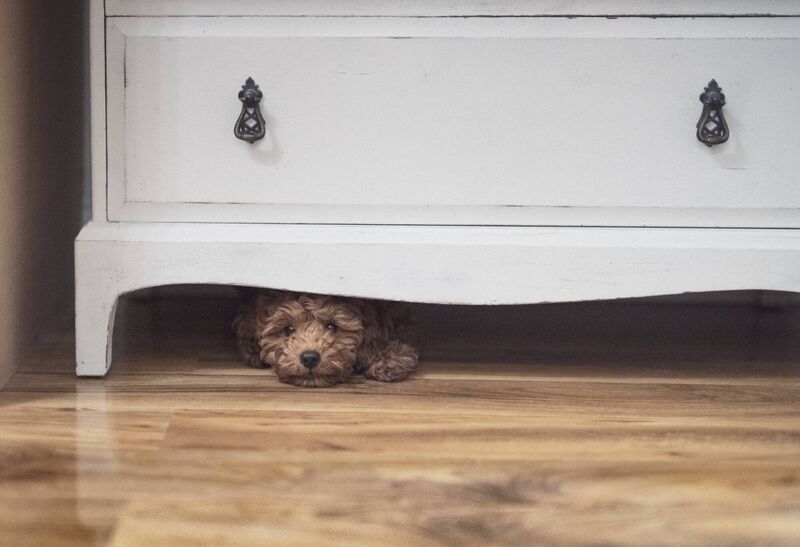 When choosing a dog, try to opt for one that isn't nervy or frightened as they may have experienced trauma