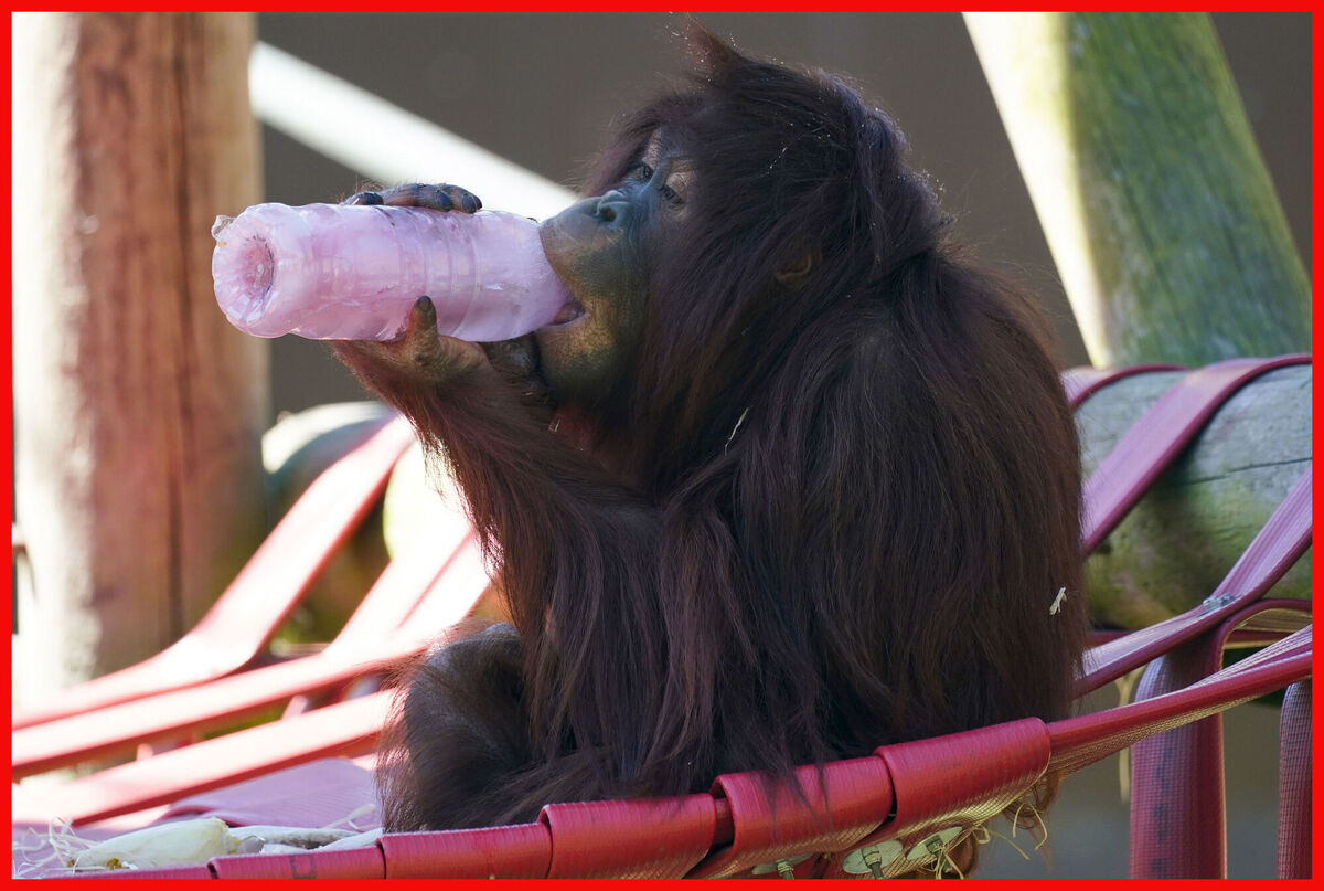 Kayan the orangutan licks a frozen juice bottle at Twycross Zoo in Leicestershire in Britain. Picture: Jacob King/PA 