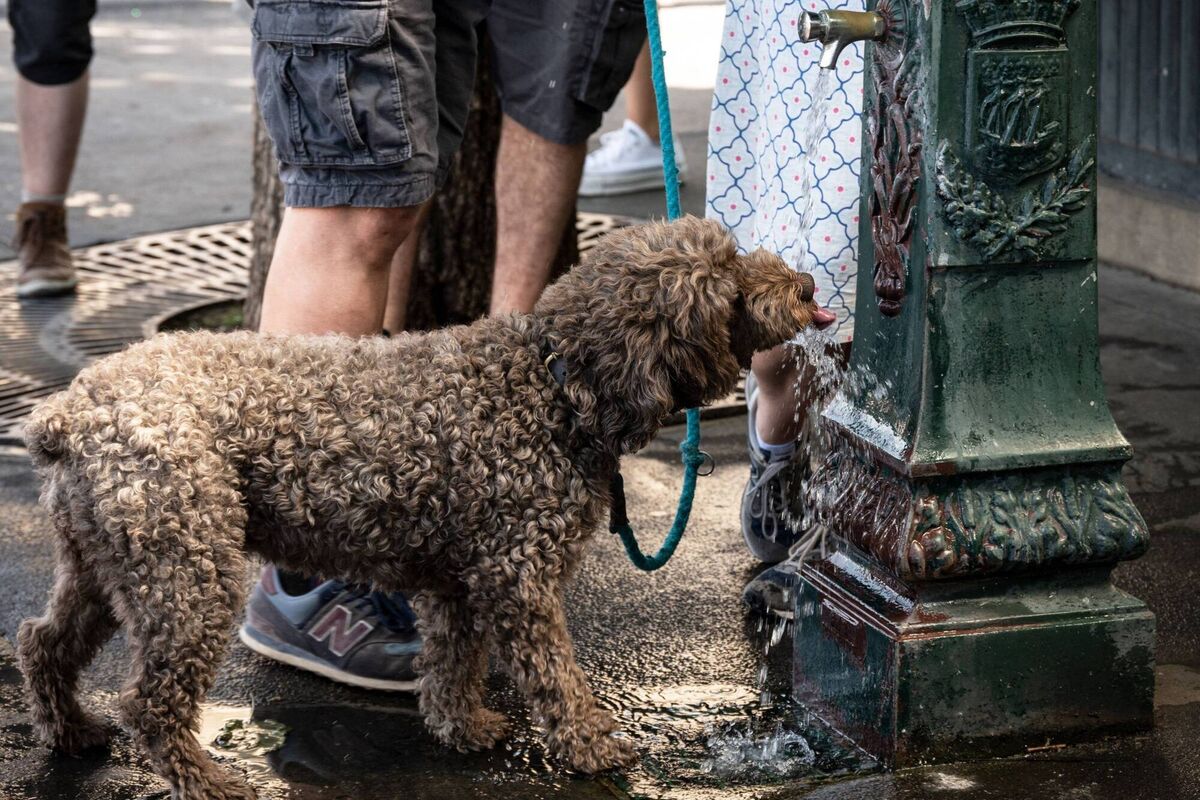 A dog drinks from a fountain in Paris. France is witnessing a second heatwave in less than a month. Picture: Bertrand Guay/AFP via Getty Images