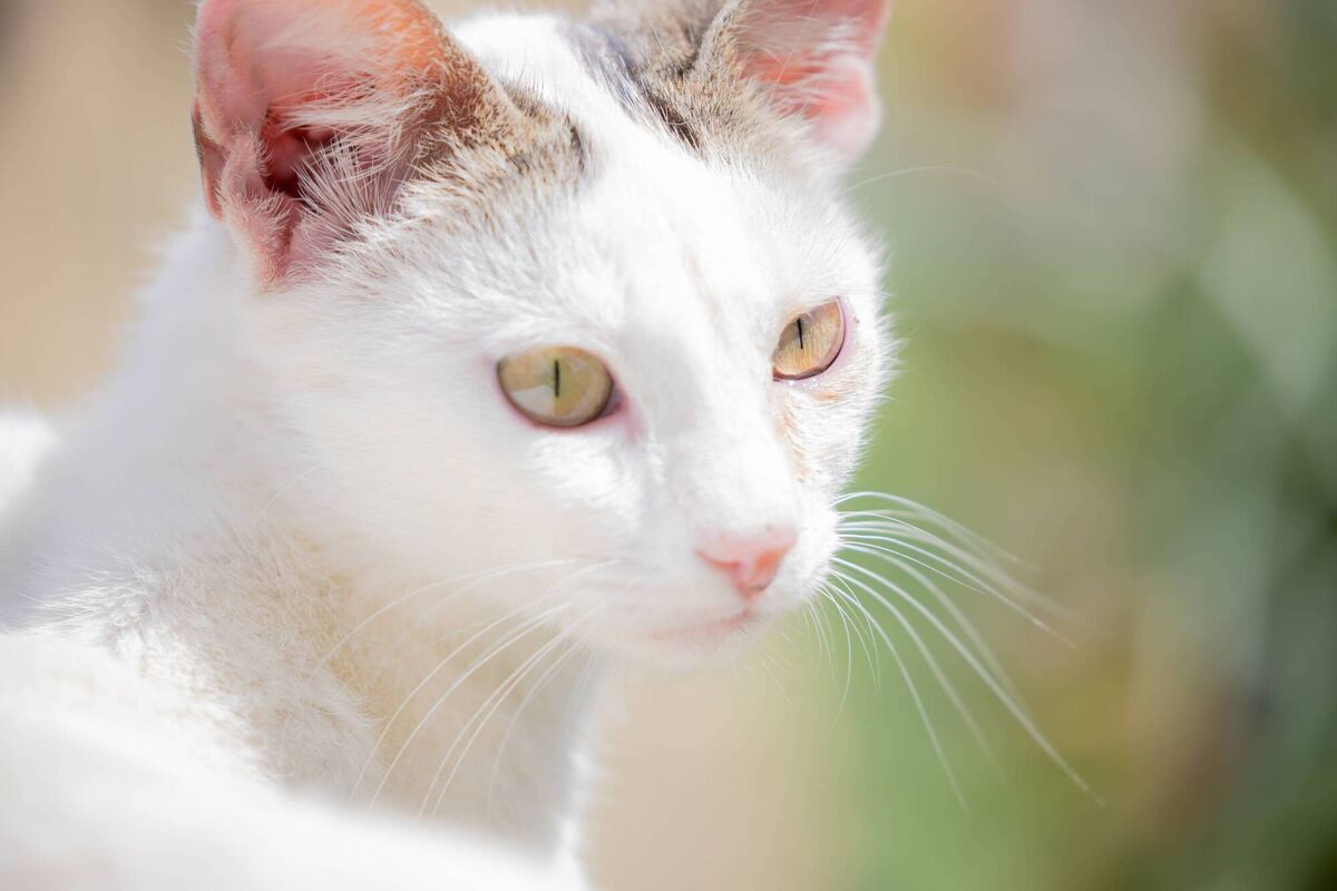 White cats are especially sensitive to the sun's harmful rays. The lack of pigmentation in their skin can lead to several times of cancer. Look out for red flags like sunburnt ears and extremities as if untreated, it may lead to amputation.
