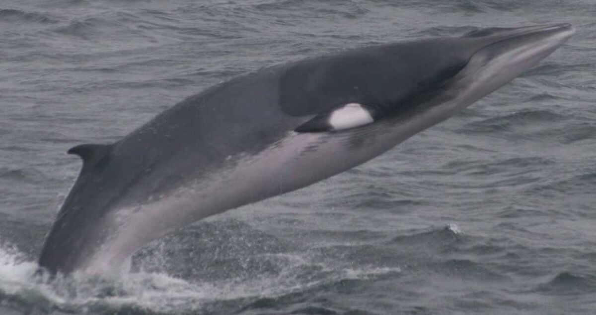 A minke whale swimming off the Irish Atlantic coast. Clonakilty Distillery's gin is named after the minke whale