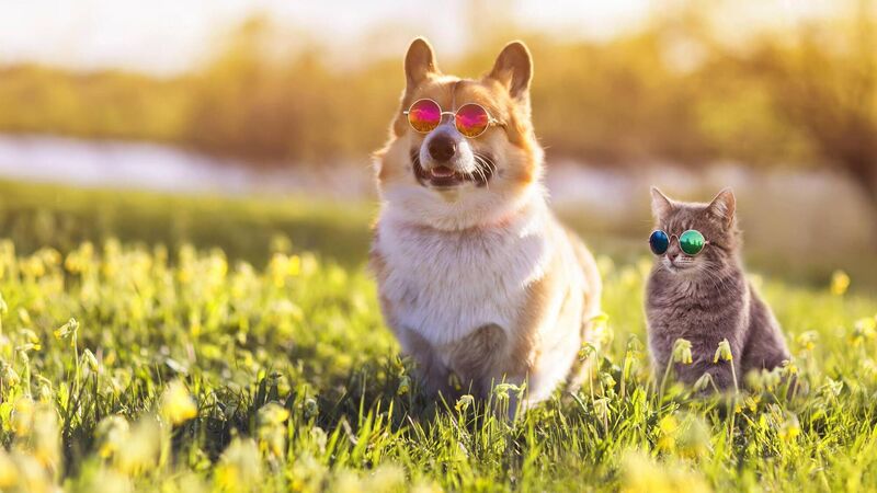 Pete the Vet: Do dogs and cats need suncream?