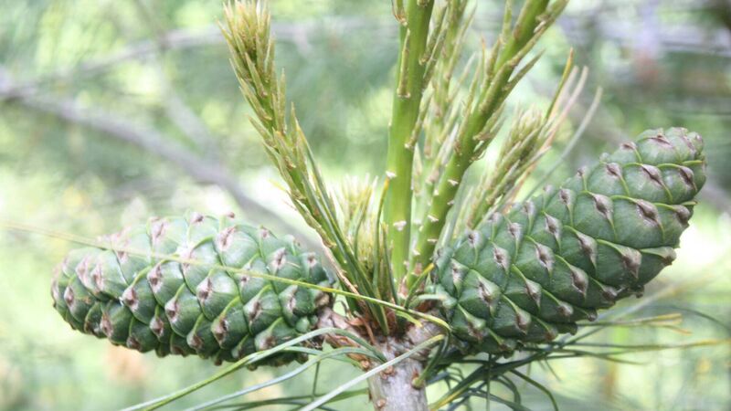 Rare conifer cones for the first time in cultivation at National Botanic Gardens of Ireland