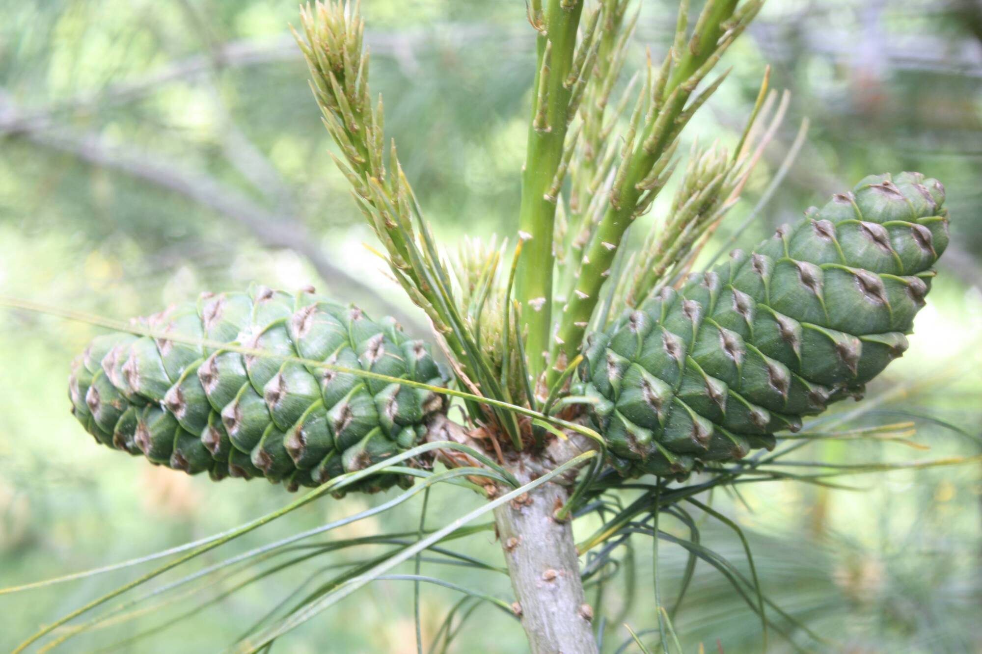 Rare conifer cones for the first time in cultivation at National Botanic Gardens of Ireland