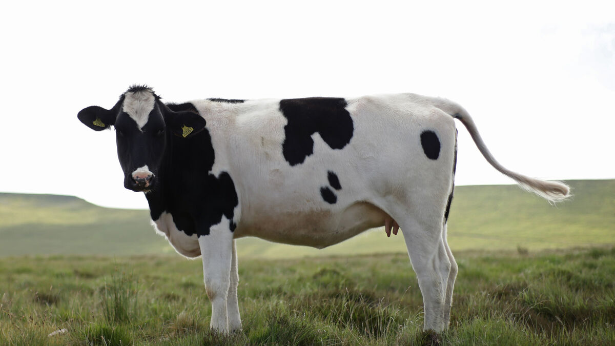 Agricultural carbon emissions cut to be 25% 'at the very maximum' - Vimarsana News