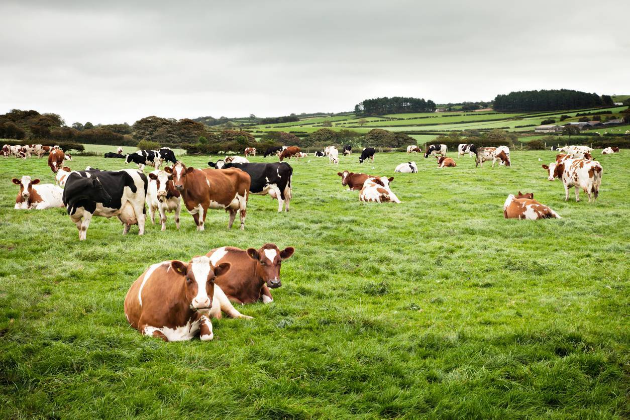 Daniel McConnell: Government faces a full-on farmer revolt if emissions issue is pushed too far
