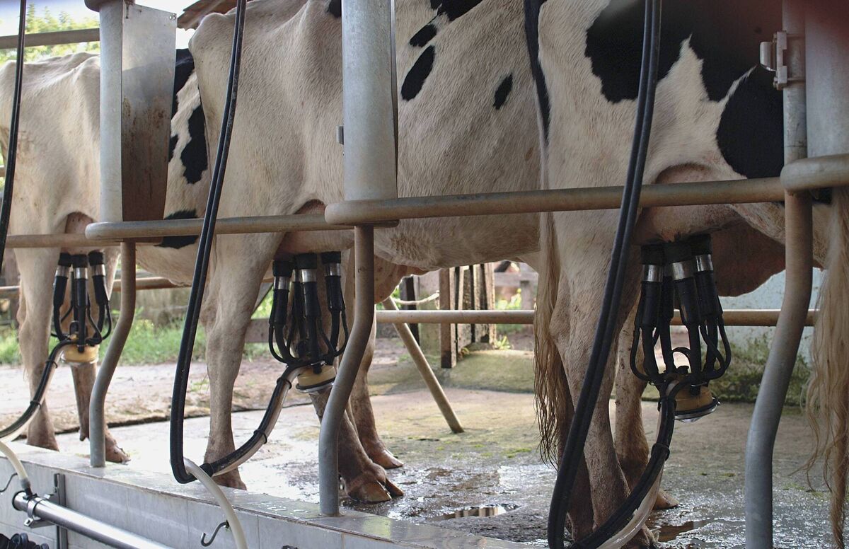 The average yield per dairy cow in 1980 was about 650 gallons per cow, just shy of 3,000 litres per cow. Forty years on, yield has improved to an average of 5,300 litres per cow. Picture: iStock The average yield per dairy cow in 1980 was about 650 gallons per cow, just shy of 3,000 litres per cow. Forty years on, yield has improved to an average of 5,300 litres per cow. Picture: iStock