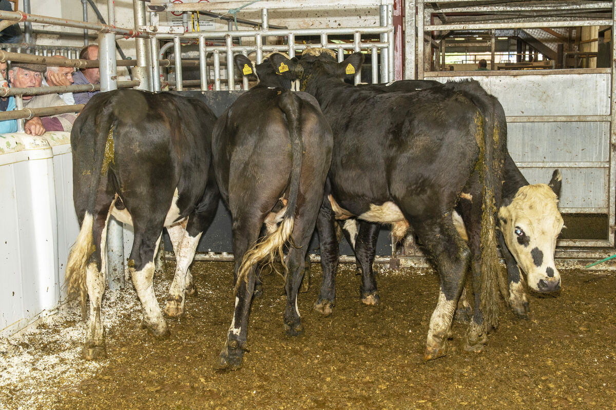 Four Hereford cross bullocks born March '20 average weight 498 kilos sold for €1,130 each in Kilmallock Mart. Photo O'Gorman Photography. Four Hereford cross bullocks born March '20 average weight 498 kilos sold for €1,130 each in Kilmallock Mart. Photo O'Gorman Photography.