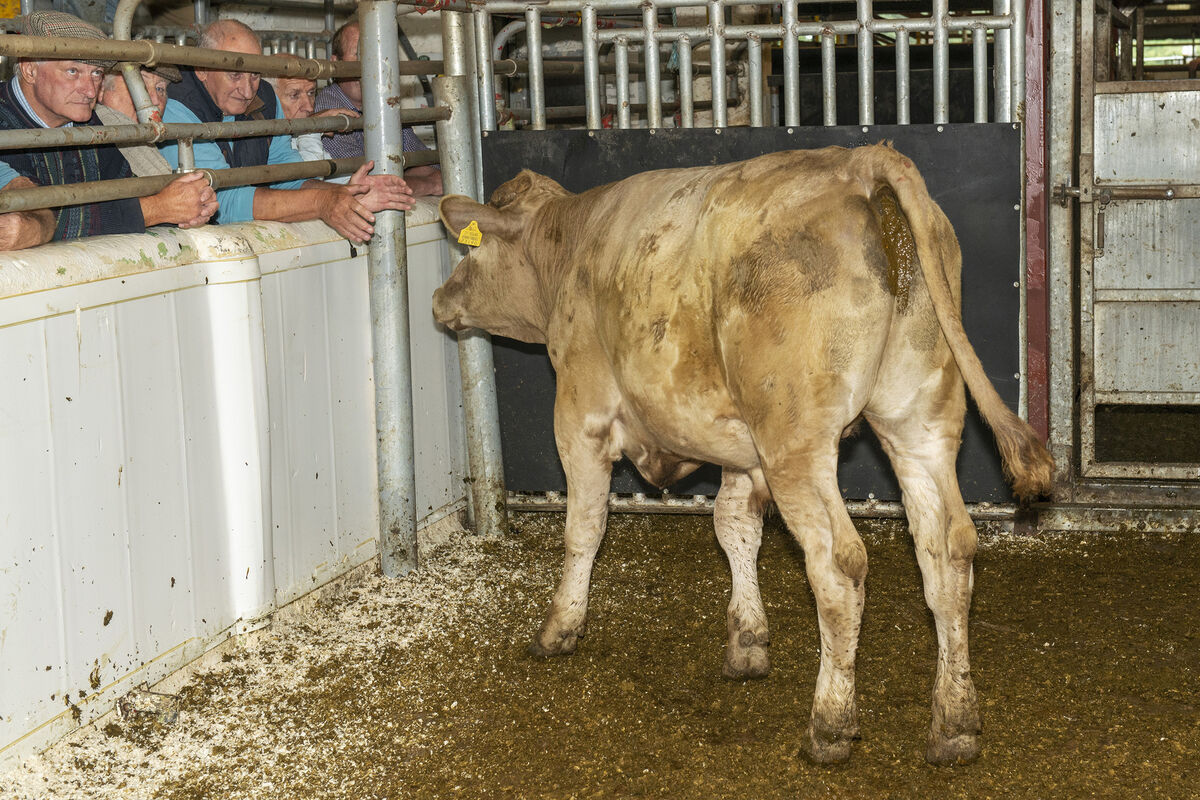A Charolais bullock born April '21 weighing 440 kilos sold for €950 in Kilmallock Mart. Photo O'Gorman Photography. A Charolais bullock born April '21 weighing 440 kilos sold for €950 in Kilmallock Mart. Photo O'Gorman Photography.