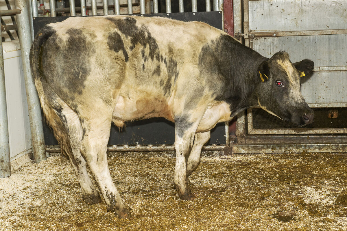 A Belgian Blue cross bullock born April '20 weighing 505 kilos sold for €1,090 in Kilmallock Mart. Photo O'Gorman Photography. A Belgian Blue cross bullock born April '20 weighing 505 kilos sold for €1,090 in Kilmallock Mart. Photo O'Gorman Photography.