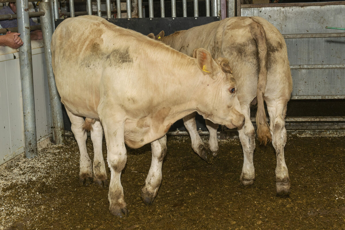 Two Charolais bullocks born June '21 average weight 460 kilos sold for €1,050 each in Kilmallock Mart. Photo O'Gorman Photography. Two Charolais bullocks born June '21 average weight 460 kilos sold for €1,050 each in Kilmallock Mart. Photo O'Gorman Photography.