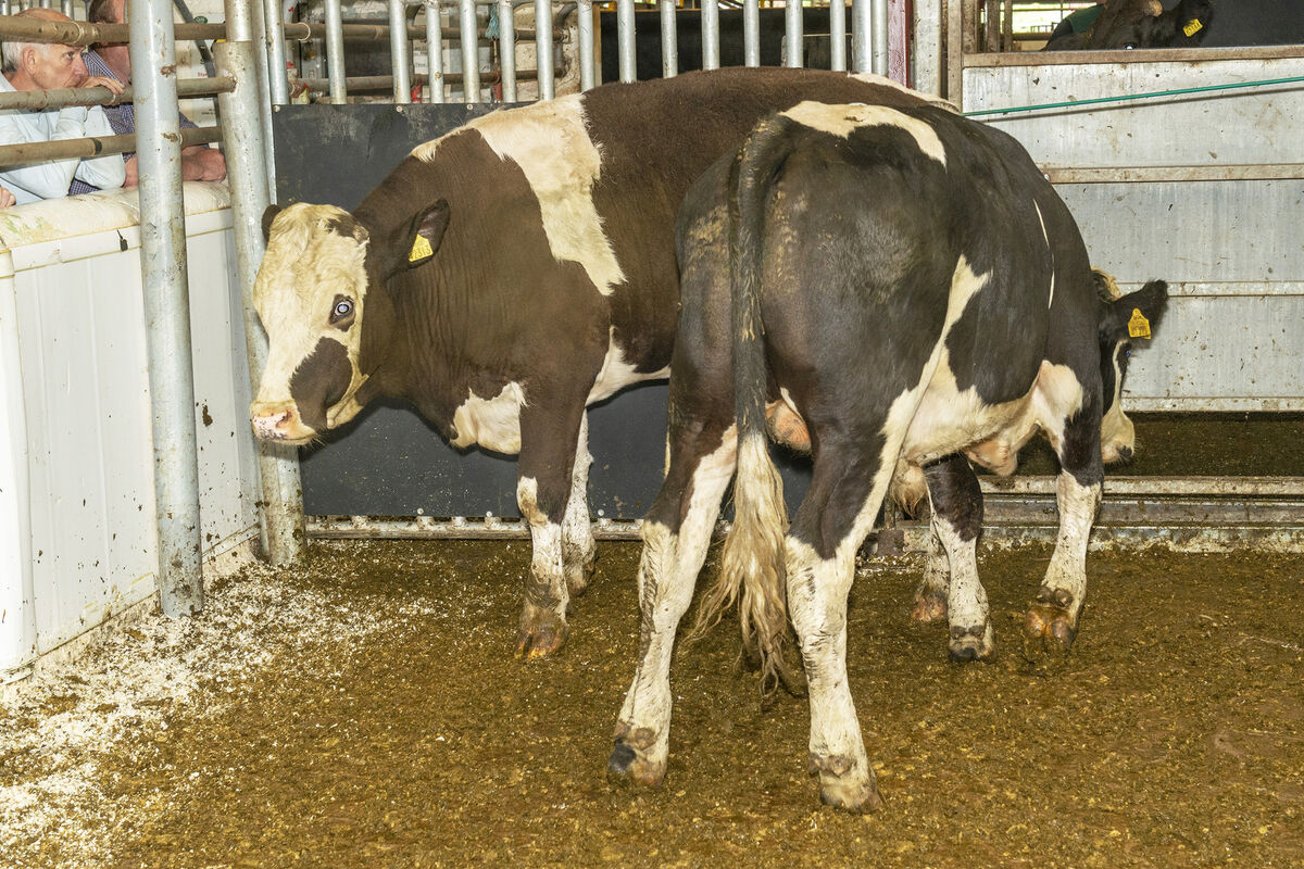 Two Simmental cross bullocks born February '21 average weight 460 kilos sold for €1,000 each in Kilmallock Mart. Photo O'Gorman Photography. Two Simmental cross bullocks born February '21 average weight 460 kilos sold for €1,000 each in Kilmallock Mart. Photo O'Gorman Photography.