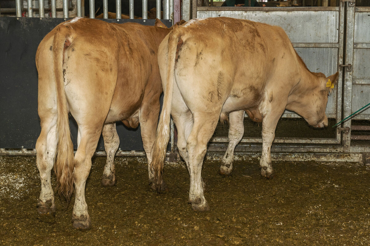 Two Limousin cross bullocks born July & December '19 average weight 463 kilos sold for €1,010 each in Kilmallock Mart. Photo O'Gorman Photography. Two Limousin cross bullocks born July & December '19 average weight 463 kilos sold for €1,010 each in Kilmallock Mart. Photo O'Gorman Photography.