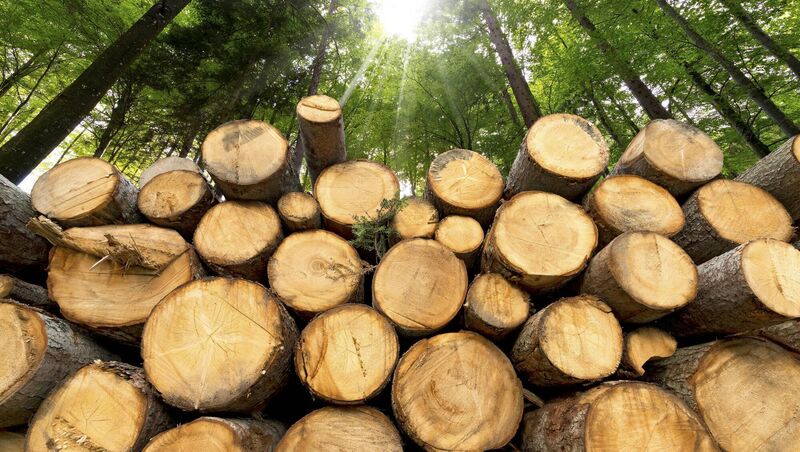 'Planting 138,000 hectares of forest would mean 350m trees, resulting in millions of tonnes of timber being produced for building homes.'