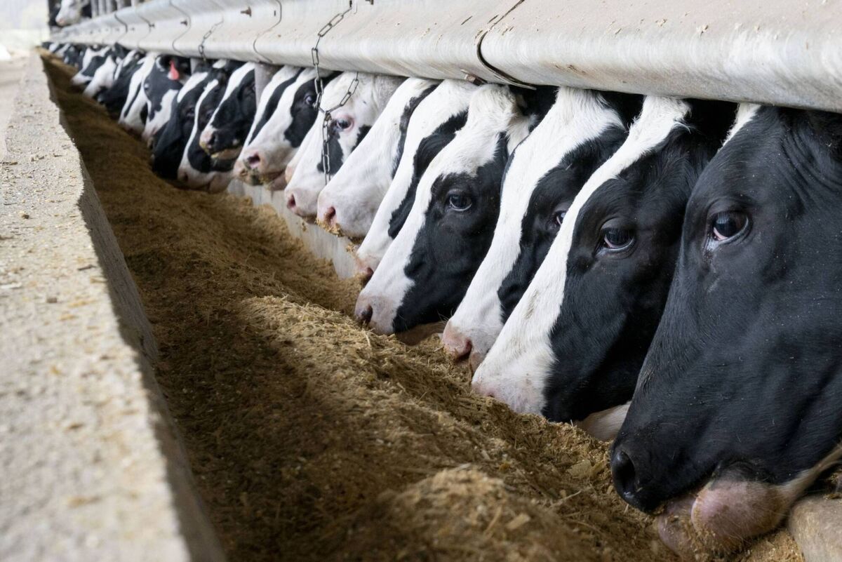 A Kerry Group spokesperson suggested global milk output could increase in the second half of 2022, if the weather stayed normal. File picture