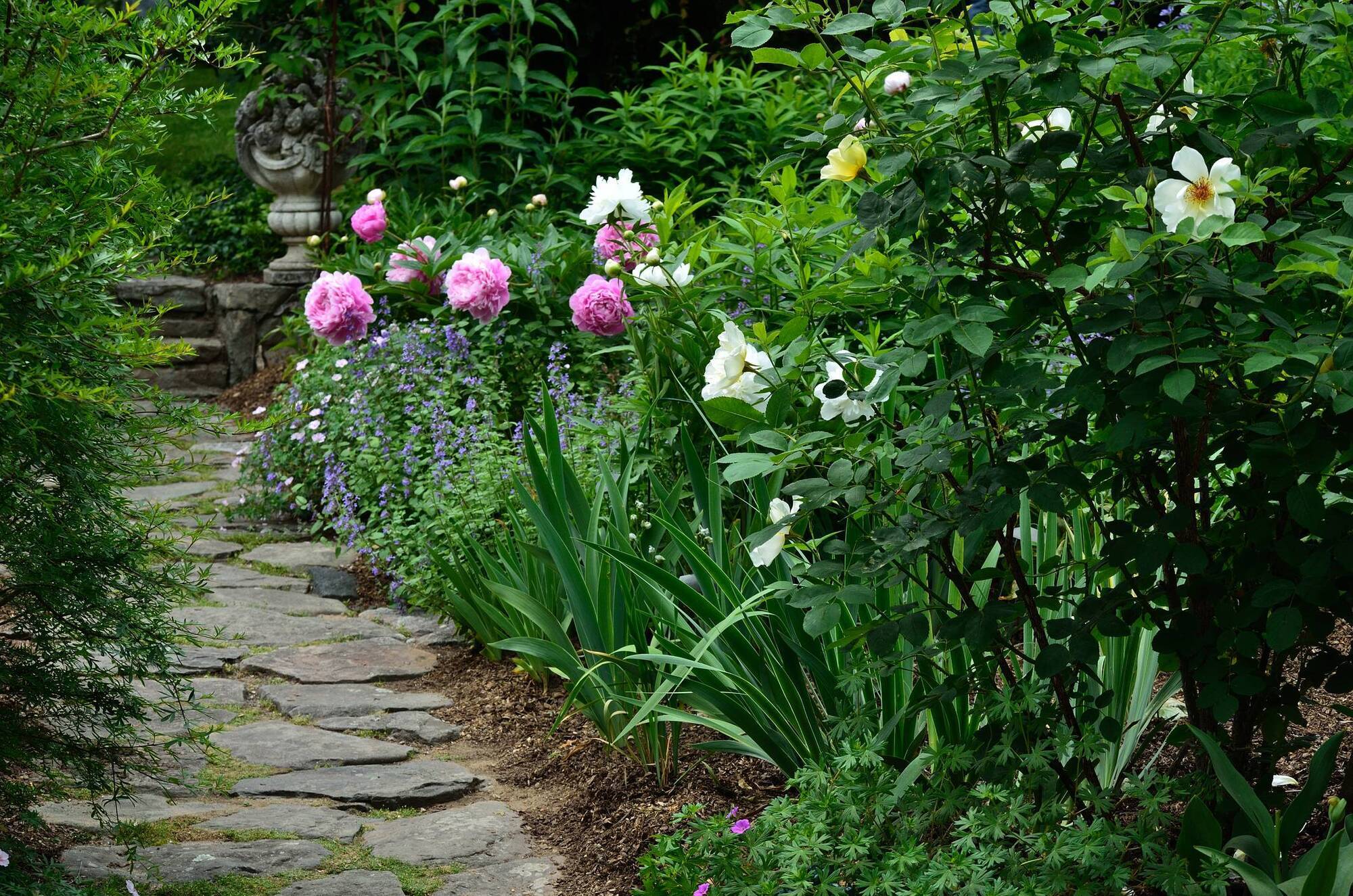 Garden Q&A: My peonies didn't flower this year. Why not?