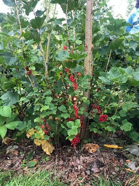 The trees are already fruiting but not ready to harvest on Hazel Nairn and Davi Leon's farm.
