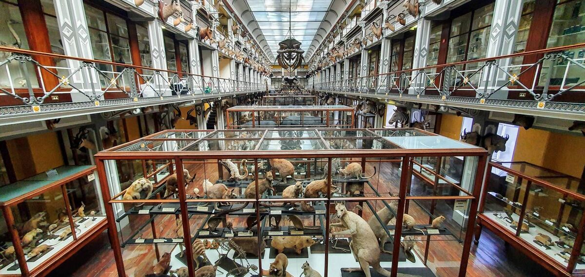 The ground floor of the National Museum of Ireland, home to thousands of preserved animal specimens that have earned it the name 'The Dead Zoo'.