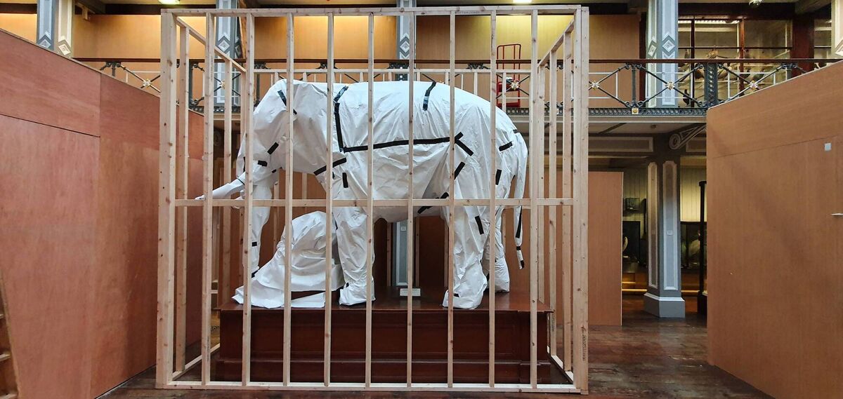 A preserved specimen of a mysterious nature is ready to enter storage as restoration works are due to begin at the Natural History Museum.