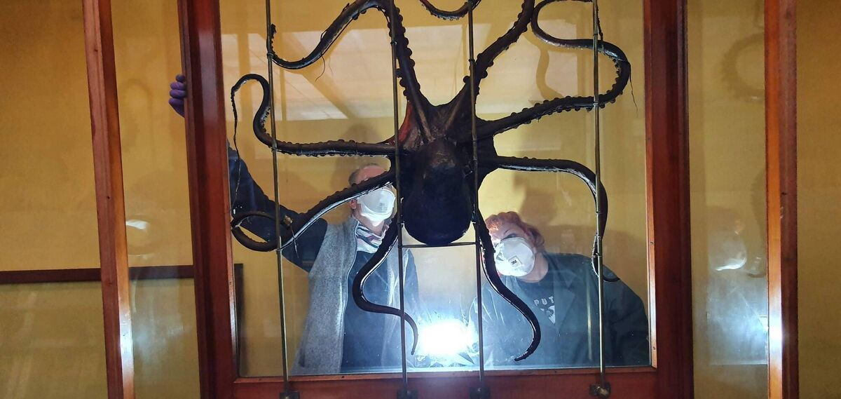 Curators look tentatively at preserved octopus specimens as it moves to storage.