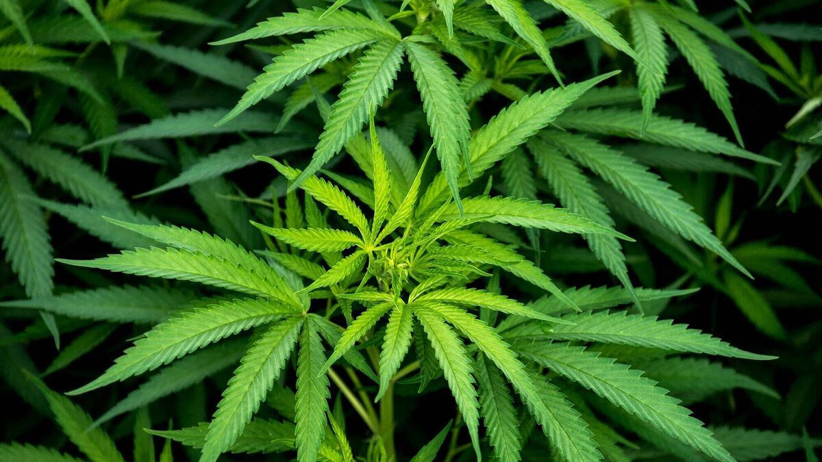 Cannabis report: 'Black markets don't do age verification' – Users make the case for law reform - Vimarsana News