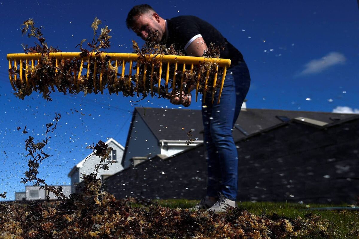 Evan Talty, managing director of Wild Irish Seaweeds, turns the Carrigeen Moss (Chondrus Crispus) seaweed in a field on his seaweed farm where it has been laid out to dry in the sun, in Quilty, County Clare in April 2021. Picture: Reuters/Clodagh Kilcoyne