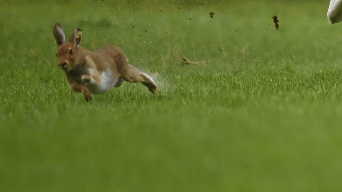 Hares treated properly 'all the time' at coursing meetings, says Healy Rae