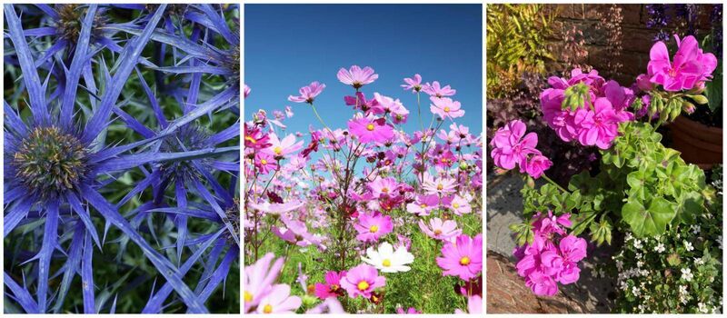 Sea holly, cosmos and pelargoniums: Sea hollies (Eryngium species) and lavenders do well in full sun, while hellebores and the false castor oil plant (Fatsia japonica) thrive in dry shade. For summer bedding, try pelargoniums, sunflowers, cosmos and dahlias.