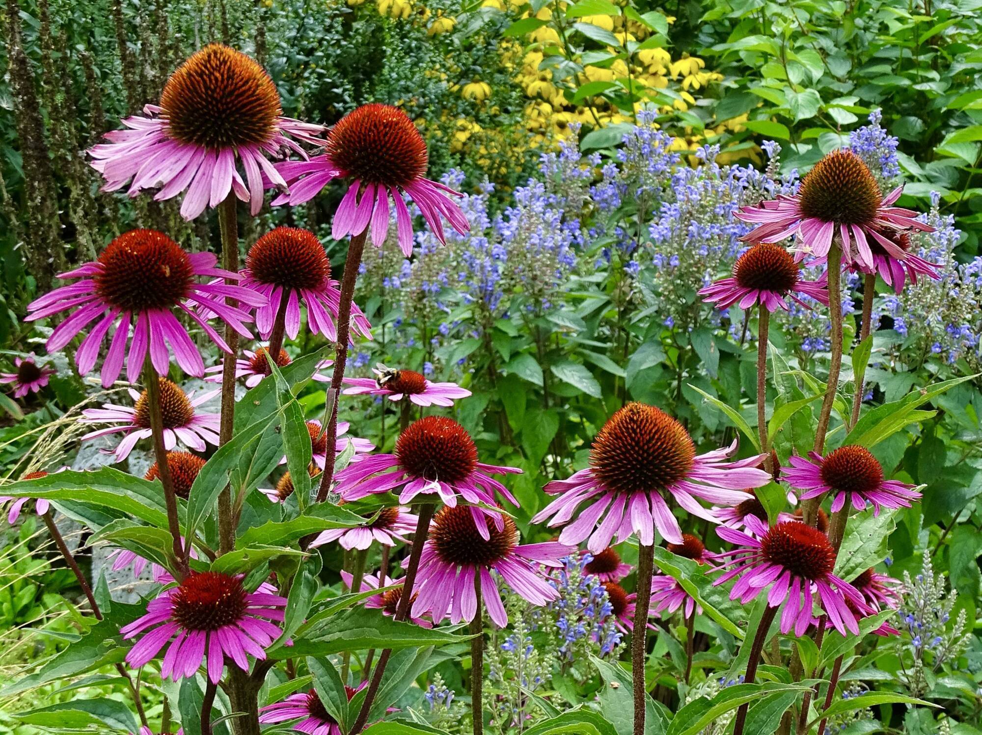 The blooming best flowers for autumn months