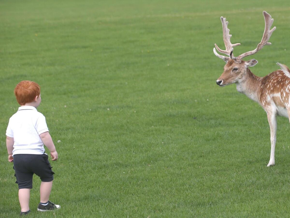 Beautiful view of Phoenix Park