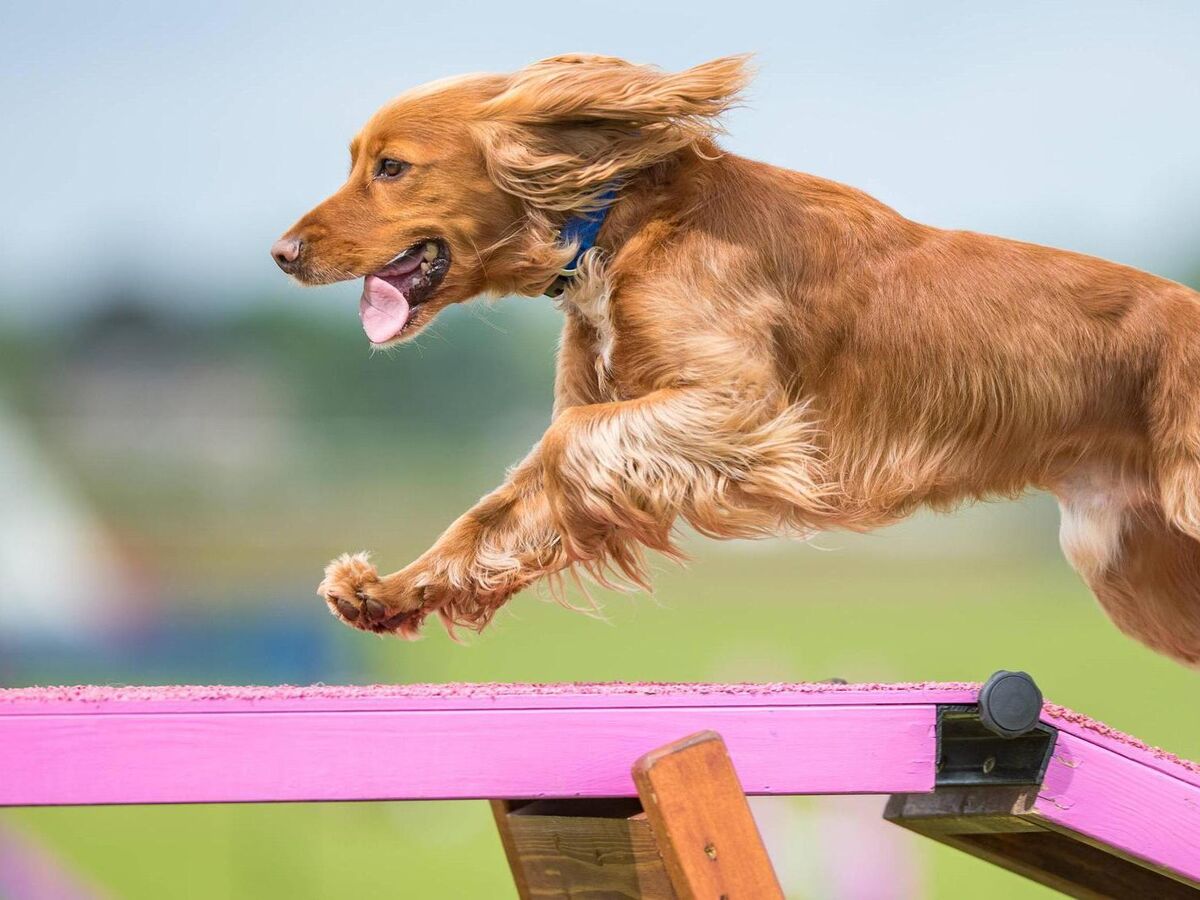What Are Dog Agility Trials What Are Dog Agility Trials