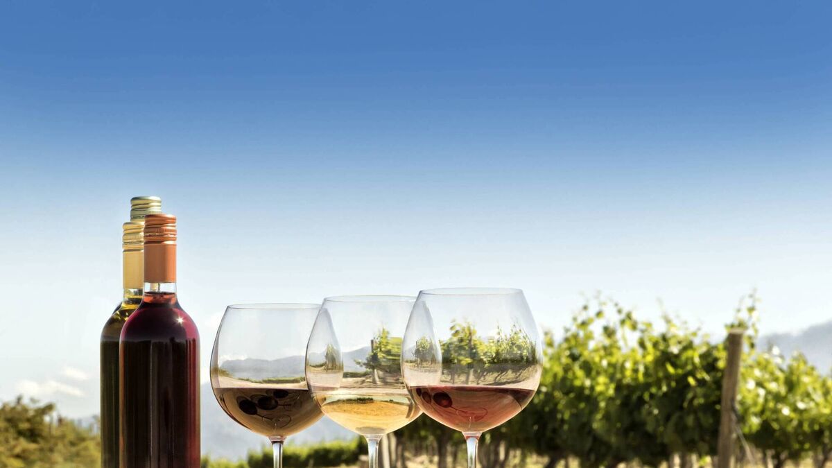 Wine with Leslie: South Africa's classy cape has delicious wine offerings - Vimarsana News