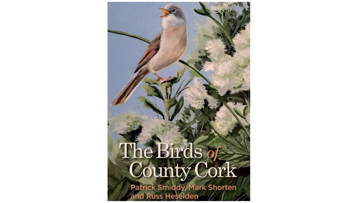 Donal Hickey: Plenty to see — and learn from — in new Cork bird book - Vimarsana News