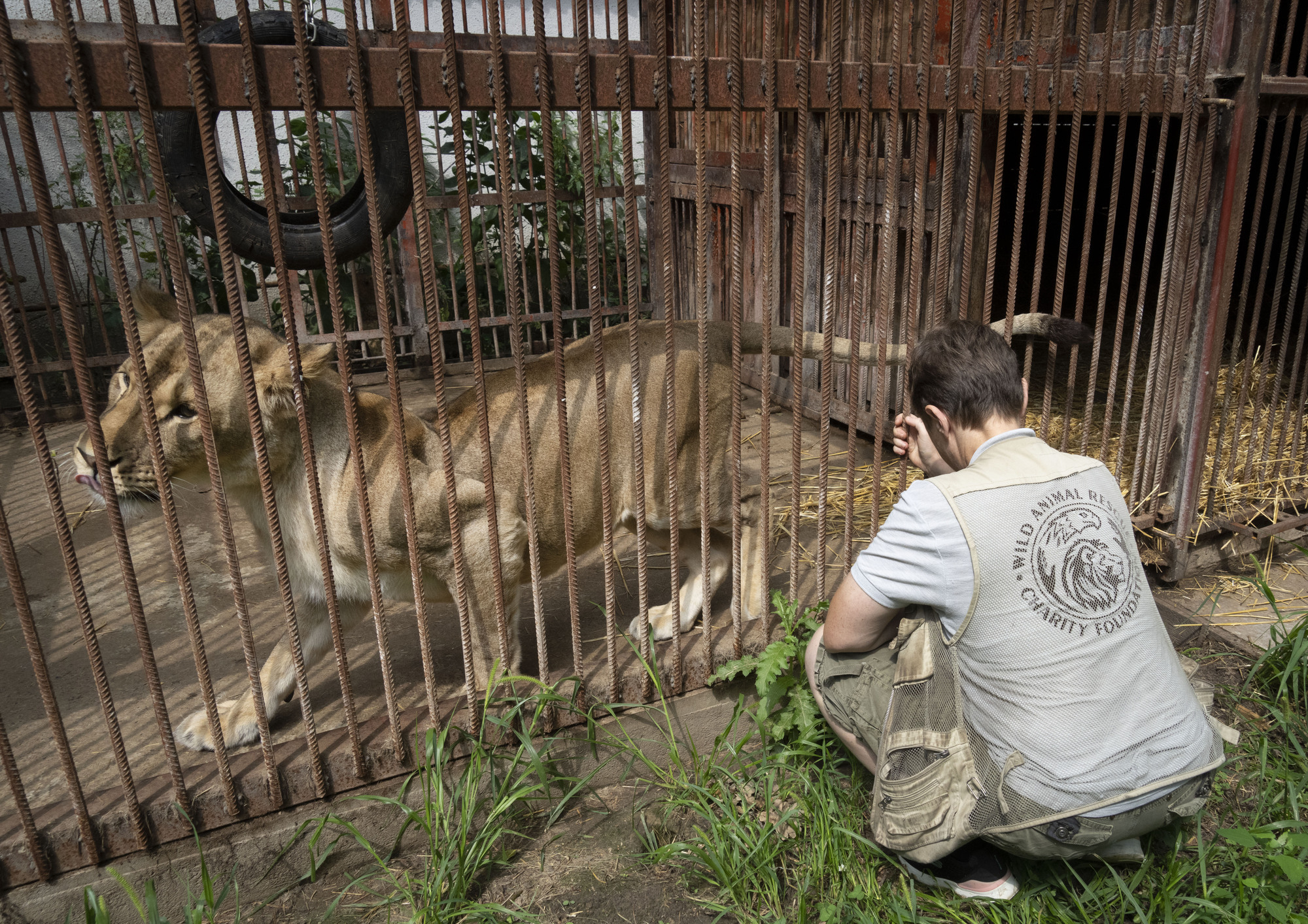 Woman gives shelter to wild animals and pets in war-torn Ukraine