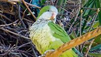 Quakers or monks, parakeets are a noisy lot