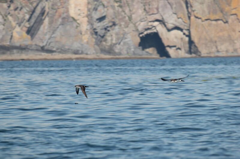 Around 80% of the world's Manx Shearwaters (Puffinus puffinus) breed colonially on 50, mostly uninhabited, Irish, Welsh and Scottish islands. Pictures: Jamie Darby Around 80% of the world's Manx Shearwaters (Puffinus puffinus) breed colonially on 50, mostly uninhabited, Irish, Welsh and Scottish islands. Pictures: Jamie Darby