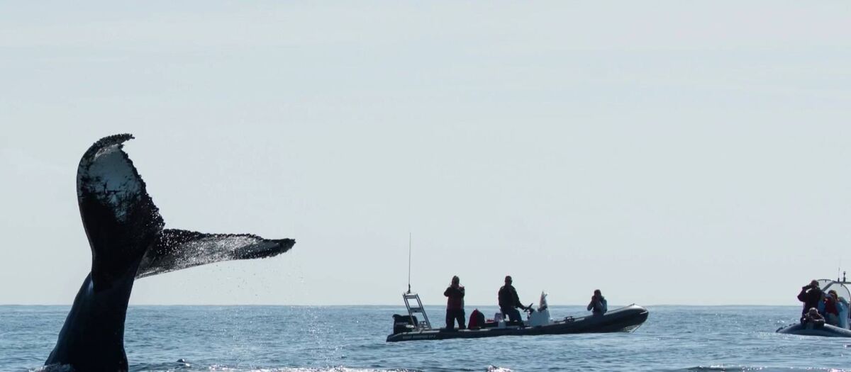 Whale watching off the West Coast of Cork.
