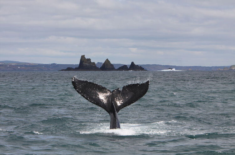 Whale watching is among the great selection of activities listed on Kinsale.ie, a site hosted by Kinsale Chamber of Business and Tourism.