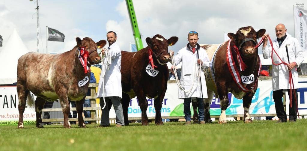 Commercial cattle section at Tullamore Show to be the largest yet