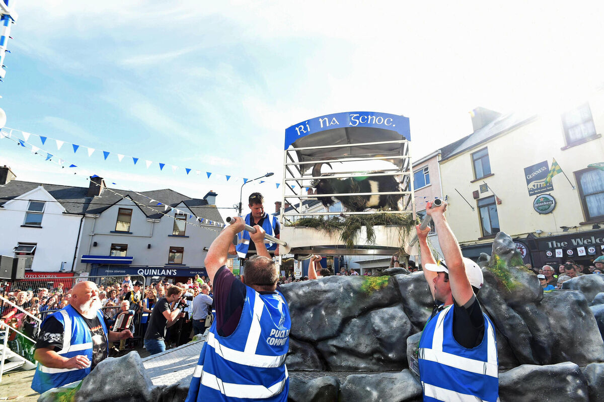 King of the Reeks! King Puck, a wild mountain goat, is carried to his throne for his coronation at Puck Fair, Killorglin, County Kerry during the Puck Fair in 2018.