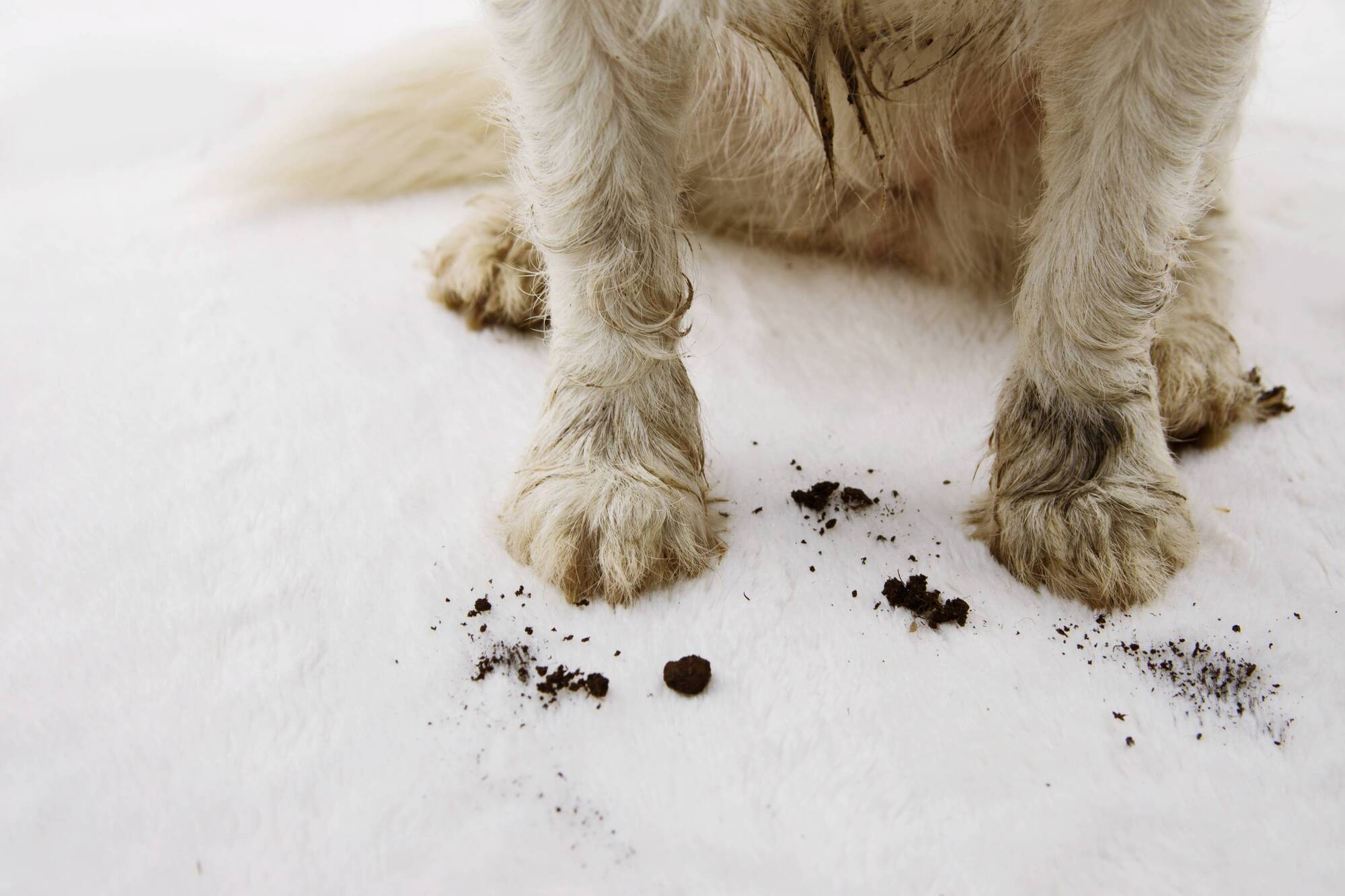 Life Hack: Three cleaning hacks every pet owner should know