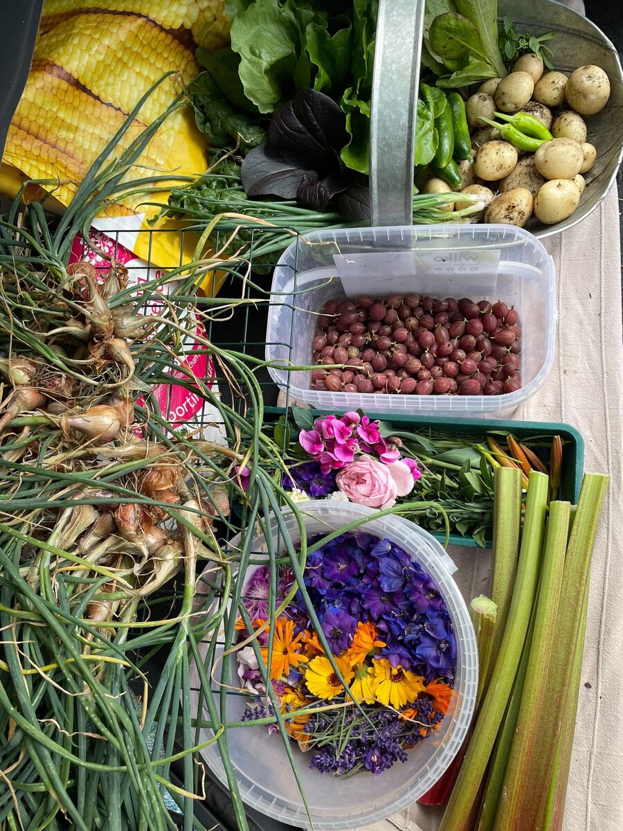 'Salads are easy to grow' says Mary. 'Salads are easy to grow' says Mary.