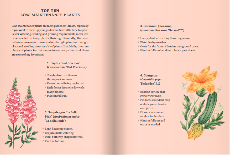 Courgettes and geraniums are low-maintenance plants. Courgettes and geraniums are low-maintenance plants.